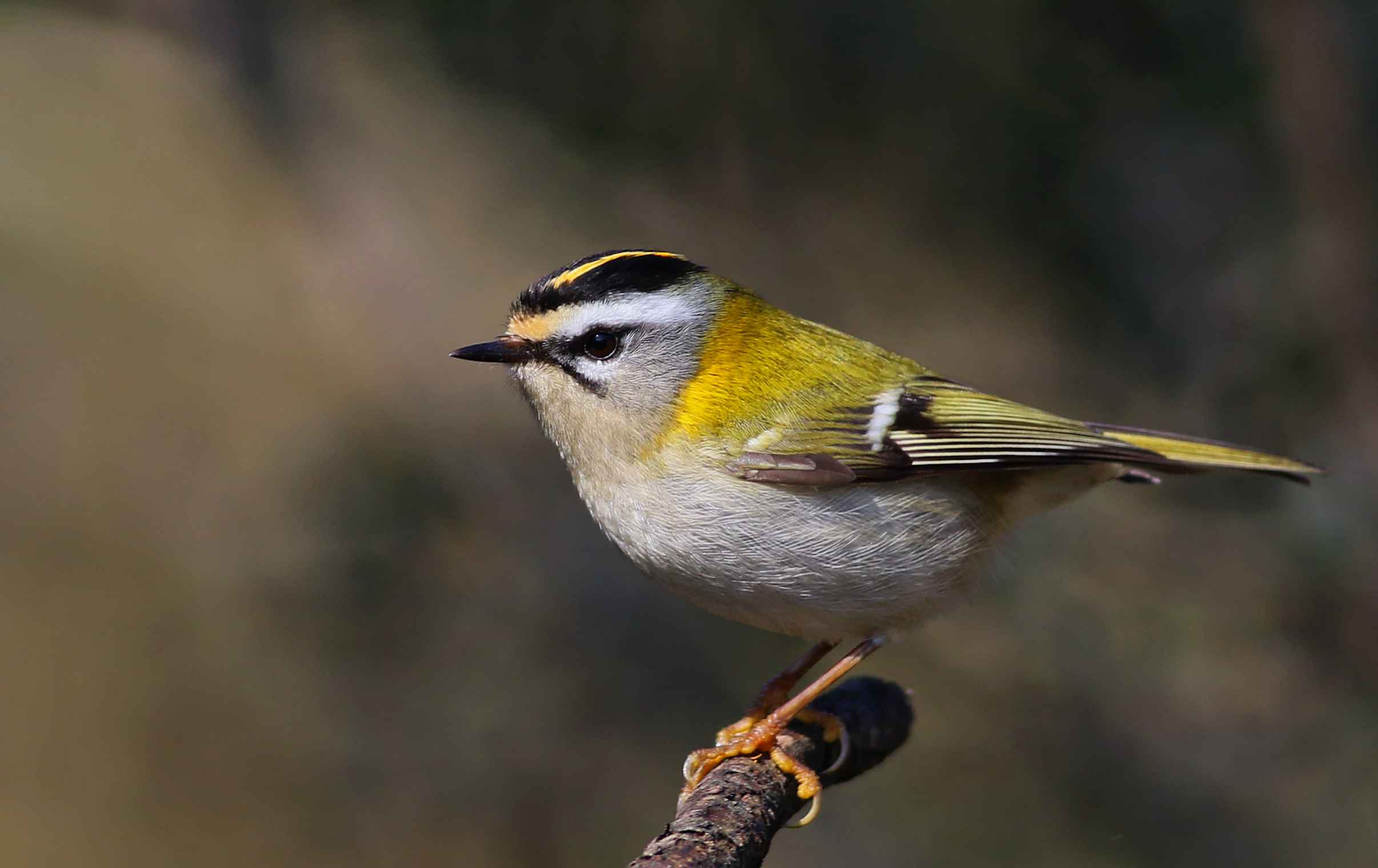 Common Firecrest